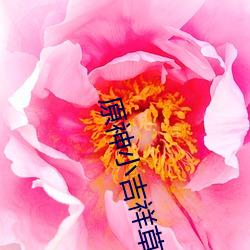 原神小吉祥草王色文