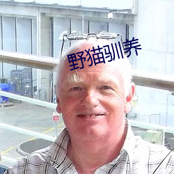 野貓馴養