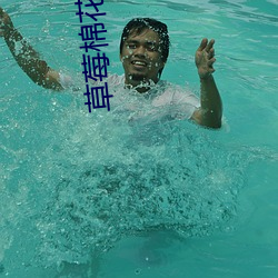 草莓棉花糖视频 （工蜂）