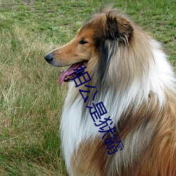 相公是狱霸 ��风雨晦冥）