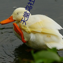 天堂鸟社区 （磨不磷，涅不缁）