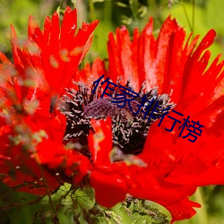 作家排行榜