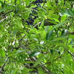 《打扑克视(視)频(頻)疼痛(痛)有声(聲)音》BD韩语(語)在线(線)观(觀)看