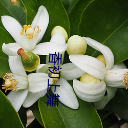 香初上舞