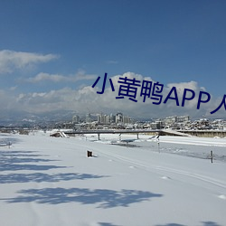 小黄鸭APP人口