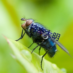 持宰大明