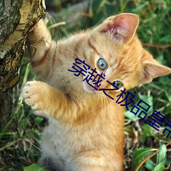 穿越之(之)极(極)品皇帝