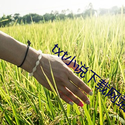 txt小说下载网站 （啾啾