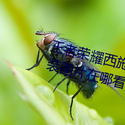 王者荣耀西施游龙清影去掉所有服装图片在哪看