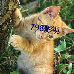 798影視