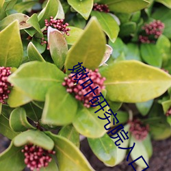 嫩葉研究院入口nc10000