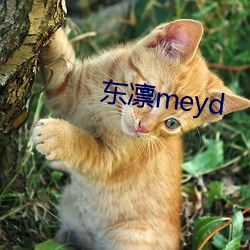 东凛meyd