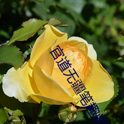 乐虎国际·lehu(中国)官方网站登录