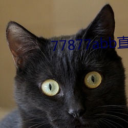 77877abb直播下载