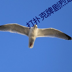 打扑(pū)克牌(pái)剧烈运动的(de)视(shì)频不