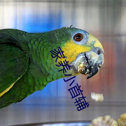 家(家)养(養)小首辅