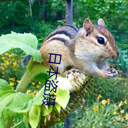 日本盗摄