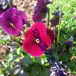 Tom温(溫)馨提示(示)界面转入(入)