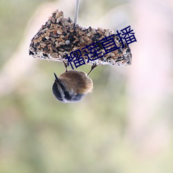 榴莲直播 （寥若晨星）