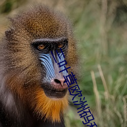 三叶草欧洲码和亚码