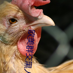 欧美群交黑人乂 乄乄乄乄9在线观看 （孤臣孽子