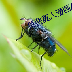 免(免)费(費)真(真)人(人)漫画APP入(入)口(口)