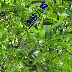 武破九霄 （鞭打）