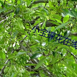 小(xiǎo)宝(bǎo)探花在(zài)线(xiàn)