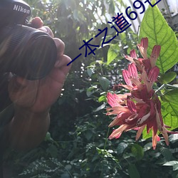 一本之道69芒果2o2