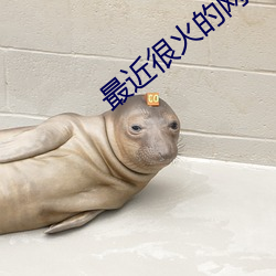 最近很火的网红女主播
