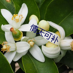 情天可補