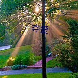 夺爱 （全神关注）