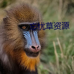 忘忧草资源(源)
