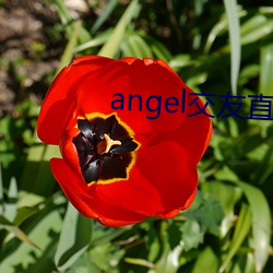 angel交友直播 （片纸只字）