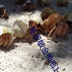 楊思敏金梅瓶1一5集