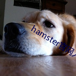 hamster