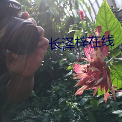 长泽梓在(zài)线