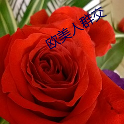 欧美人群交(jiāo)