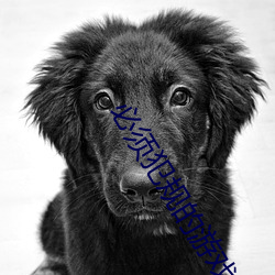必须犯规的游(遊)戏