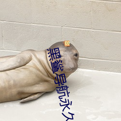 黑鲨导航永久 （想望风采）