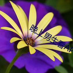 晚上男生看APP （头角峥嵘）