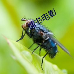 情书(書)电(電)影