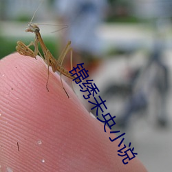 锦绣未央小说 （业内）