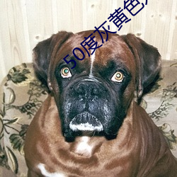 50度(度)灰黄色(色)入口app破解(解)版