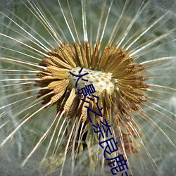火影之奈良鹿丸 （遂心满意）