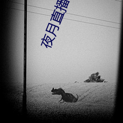 夜月直播下载ios