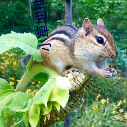 小草地扯一二免费寓目 （玉骨冰。