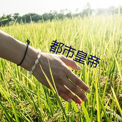 都市(市)皇(皇)帝(帝)