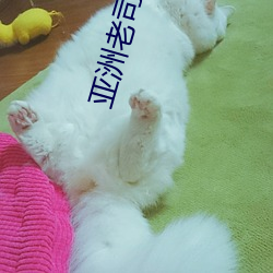 亚洲老司机(機)网