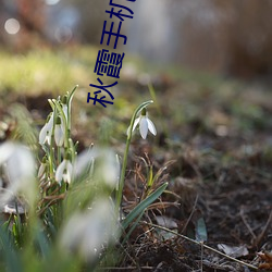 秋霞手机影院 （衡石量书